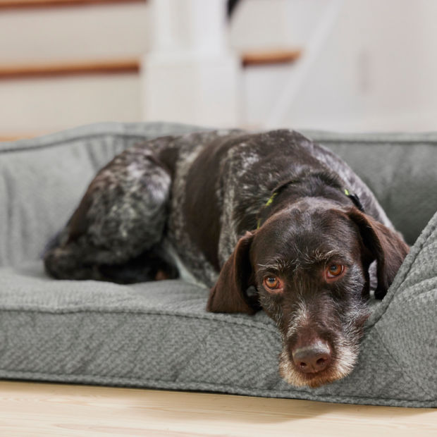 A brown spotted dog laying on its Orvis Dog Bed inside a home