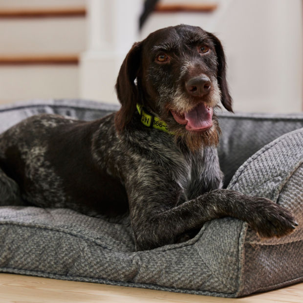 A graying dog lays on a bolstered dog bed at the base of indoor stairs.