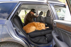 A golden retriever laying on a black couch bed in the back seat of a car