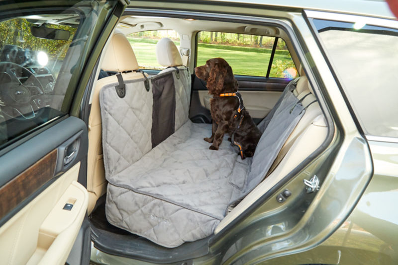 A red spaniel tethered to the seatbelt in the back of a vehicle.