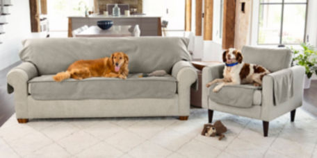 Two dogs sitting on a couch and chair covered with furniture protectors
