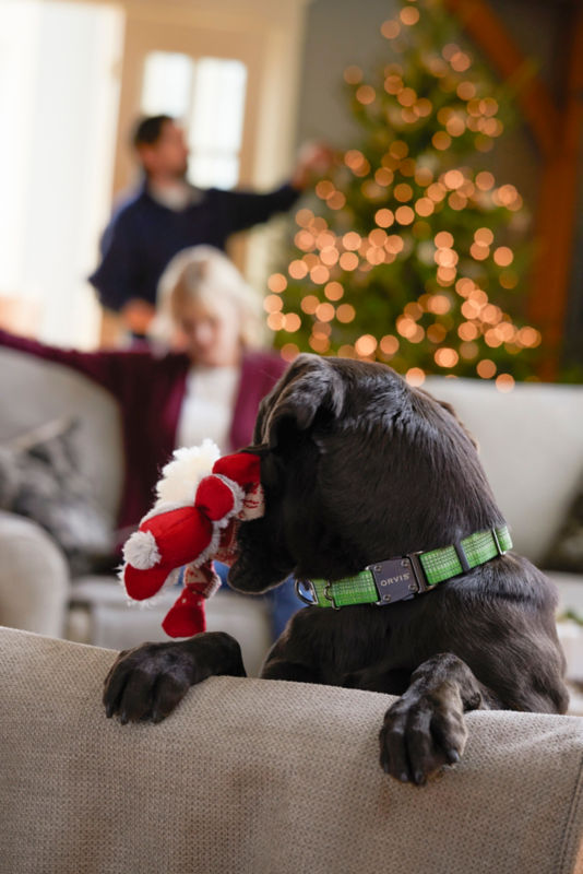 Tough Trail&reg; Dog Collar - GREEN COLLAR image number 1