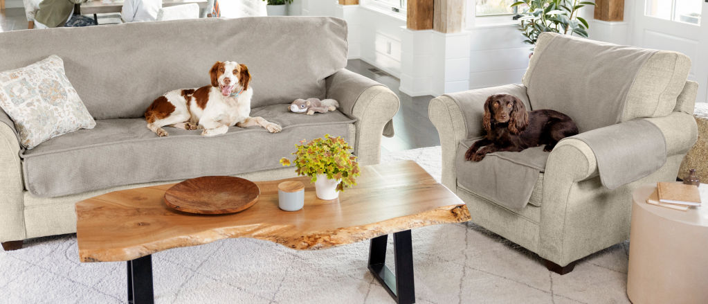Two dogs sitting on living room furniture with furniture protectors.