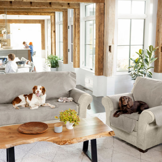 Two dogs sitting on living room furniture with furniture protectors
