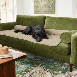 A black dog laying on a green velour couch with a furniture protector