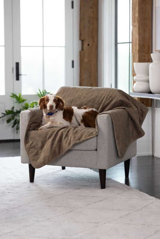 A brown and white dog sitting on a chair in a living room