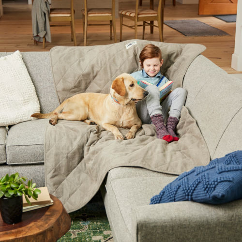 A yellow lab and a small child snuggle on a couch
