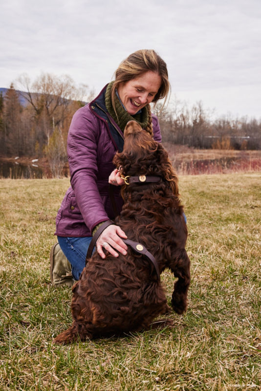 A brown dog wearing a shotgun collar looking up at its person
