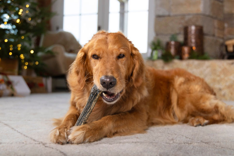 A dog chewing on an elk antler.