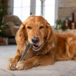 A golden dog laying on the living room floor chewing on an antler toy