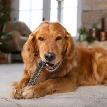A dog chewing on an elk antler.