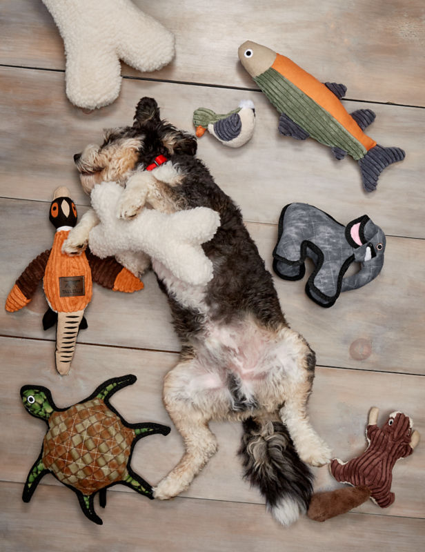 How to Choose the Right Toys for Your Dog