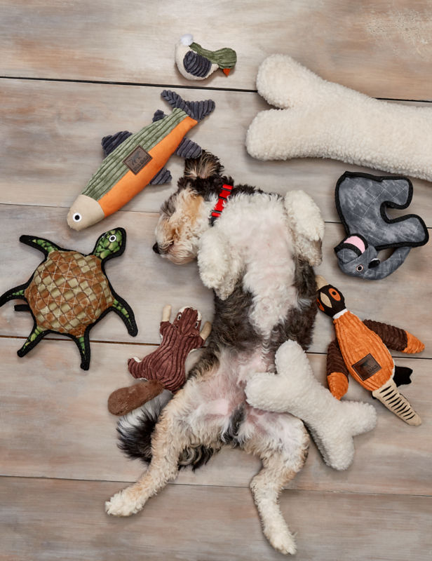 A curly-haired dog laying upside down on a floor surrounded by toys