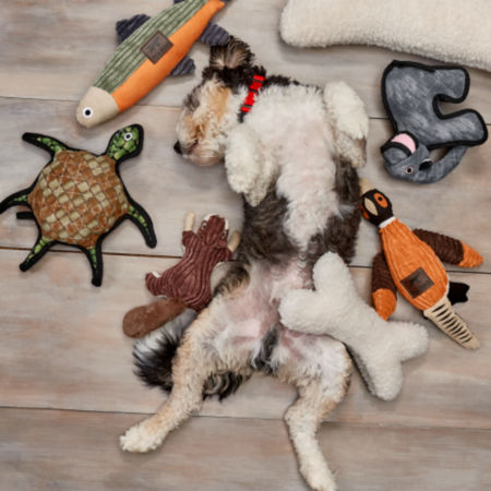 Dog laying on the floor surrounded by dog toys