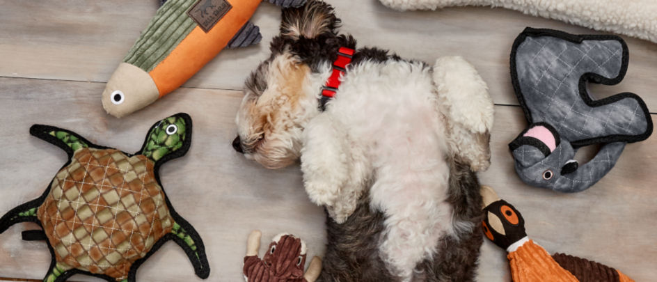 A curly-haired dog laying upside down on a floor surrounded by toys