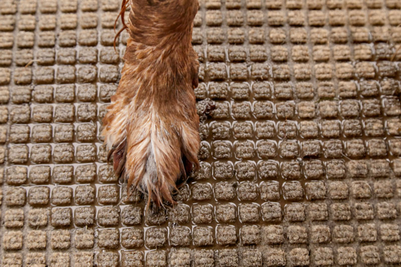 A brown dog's wet paw on a grid water trapper mat