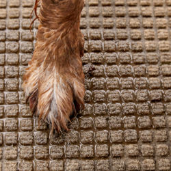 A brown dog's wet paw on a grid water trapper mat