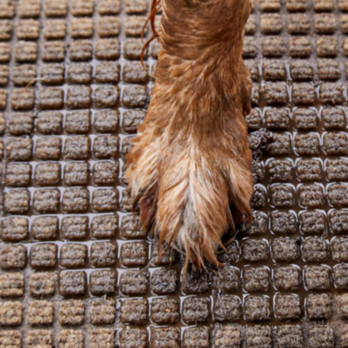 Close up of a wet dog paw on a water trapper mat