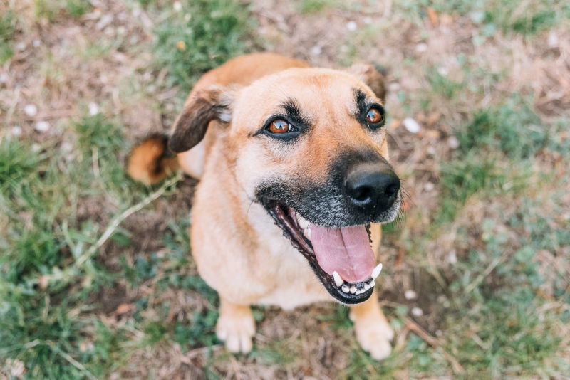 A sitting dog looking at the camera