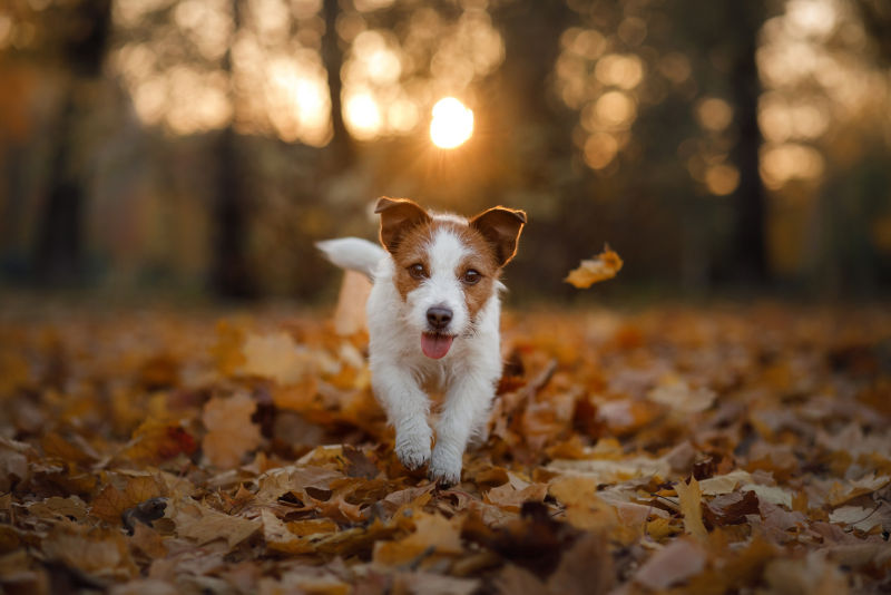 A small brown and white dog walks through dry leaves.