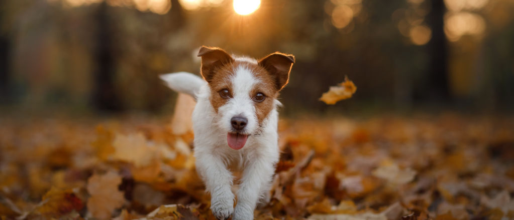A dog in the autumn leaves running in the Park. Funny and cute Jack Russell Terrier