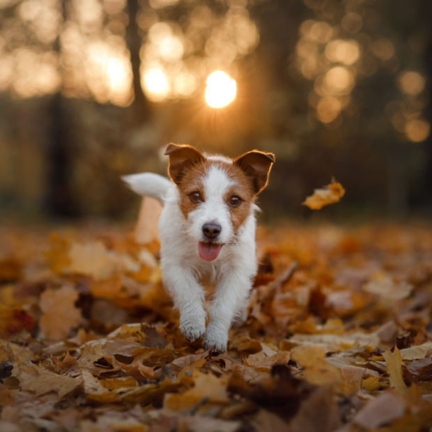 A small brown and white dog walks through dry leaves