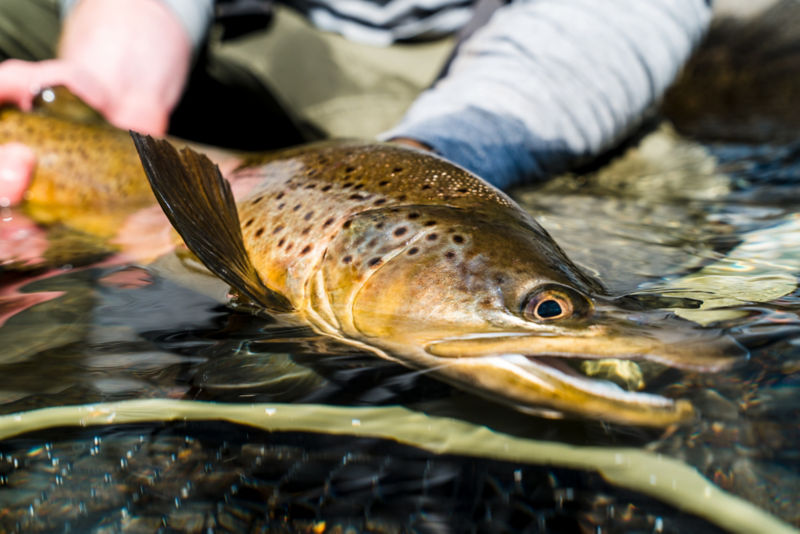 Chris Jolly Outdoors -  image number 3