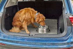 A Golden Retriever drinking out of a water bowl in the back of a car