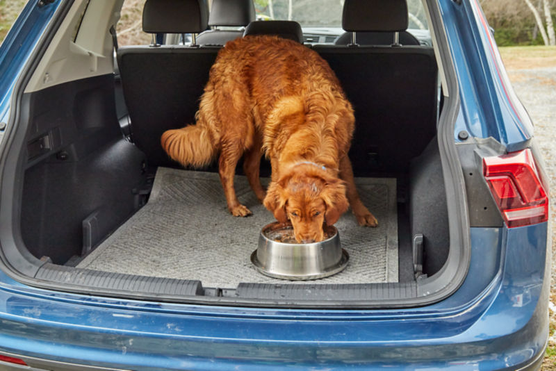 A golden retriever drinks out of a silver bowl in the back of a car.