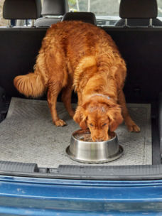 A golden retriever drinking out of a bowl in the back of a car