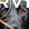 Orvis Gift Card - LABRADOR