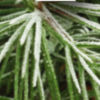 Orvis Gift Card - EVERGREENS