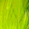 Select Saddle Hackle - CHARTREUSE