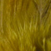 Select Saddle Hackle - OLIVE
