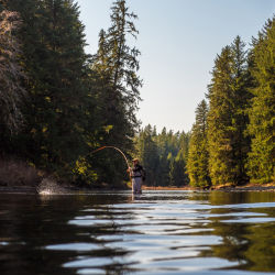 An angler fishes peaceful waters running through an evergreen forest.