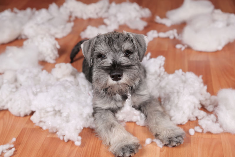 A small gray schnauzer surrounded by fluff on the floor