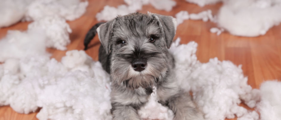 A small gray schnauzer surrounded by fluff on the floor
