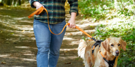 A golden retriever walks along a tree-lined path with their human.