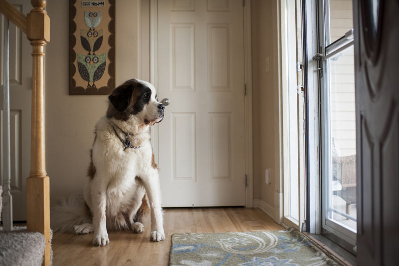 A Saint Bernard sits on a wooden floor looking outside a window.