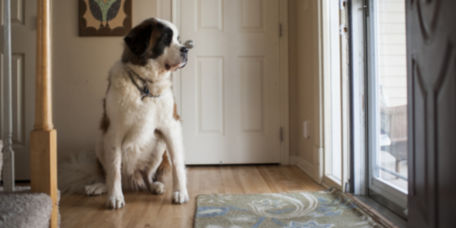 Large Saint Bernard dog sits while looking out glass door