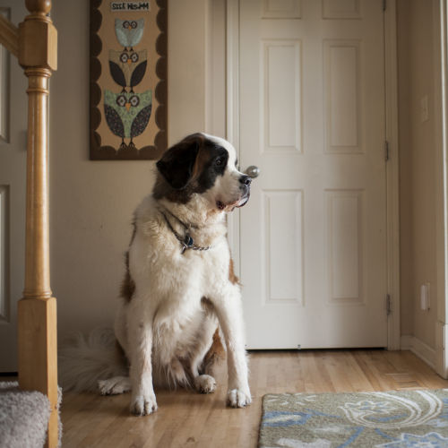 Large Saint Bernard dog sits while looking out glass door.