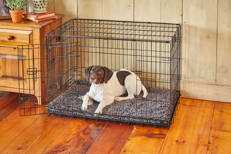 A sporty brown-and-white dog lays mostly in their open wire crate.