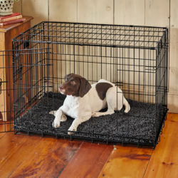 A brown and white dog laying inside a dog crate in a home