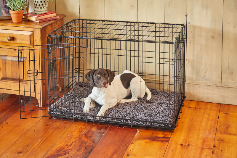 A small brown-and-white dog lays inside a cushioned black crate