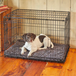 A small brown-and-white dog lays inside a cushioned black crate