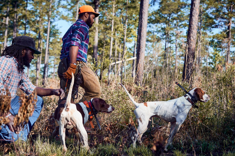 Two men walking through the woods with hunting dogs.