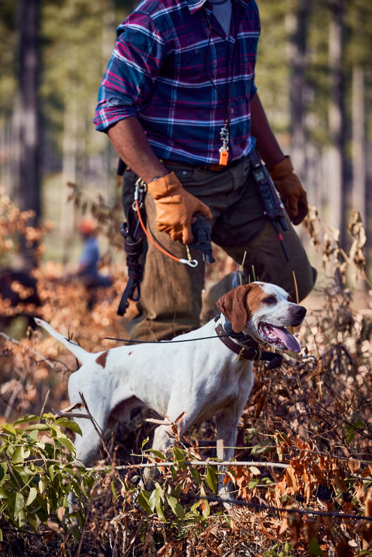 A gun dog next to its trainer in a field