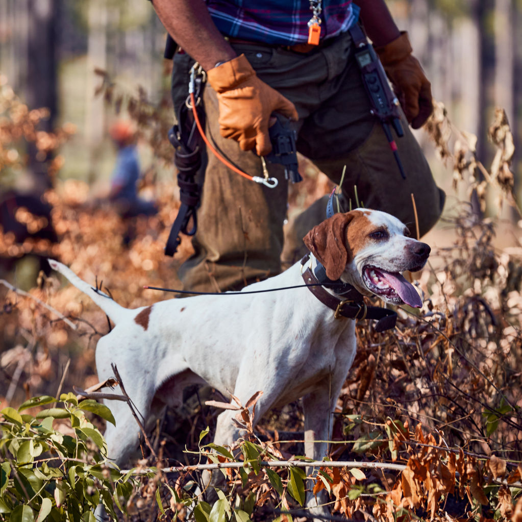 A gun dog next to its trainer in a field