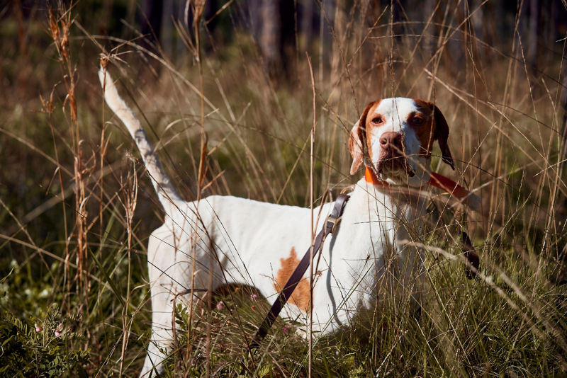 A hunting dog standing in a field.