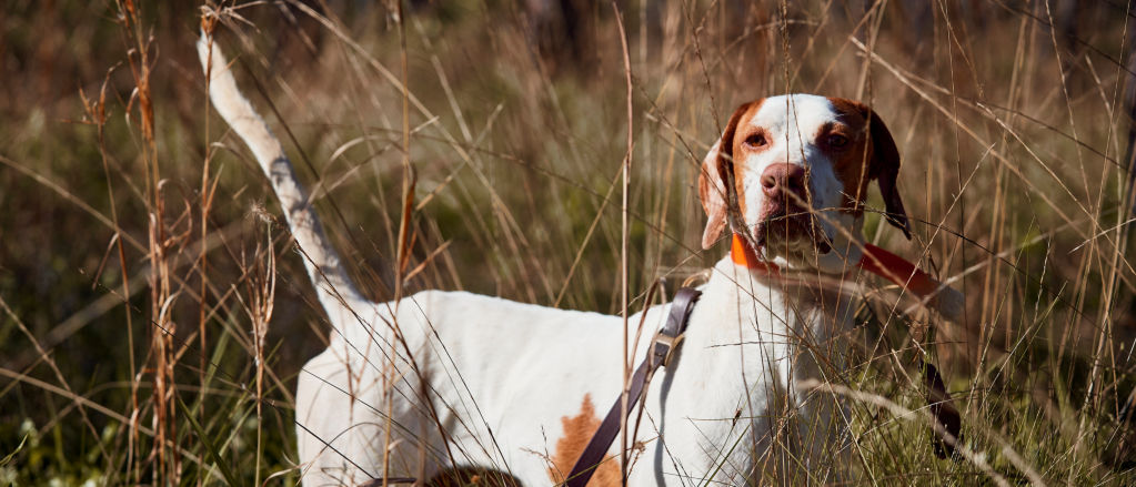 A hunting dog standing in a field.